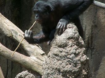 800px-A_Bonobo_at_the_San_Diego_Zoo_'fishing'_for_termites.jpg